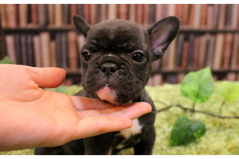 成約済の愛知県のフレンチブルドッグ-51341の1枚目