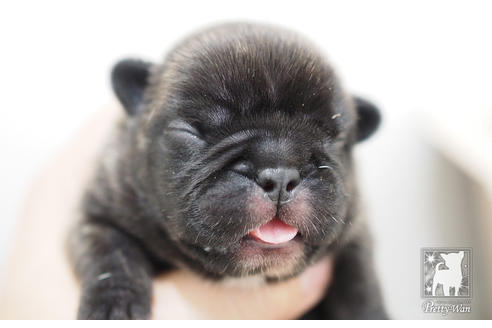 成約済の愛知県のフレンチブルドッグ-51343の3枚目