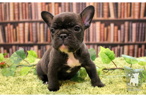 成約済の愛知県のフレンチブルドッグ-51343の2枚目