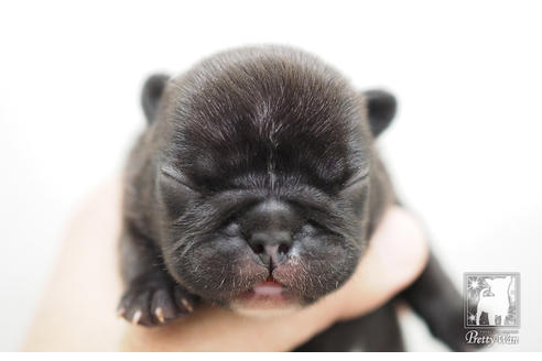 成約済の愛知県のフレンチブルドッグ-51344の3枚目