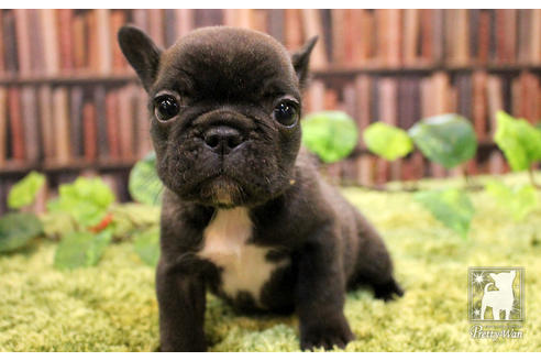 成約済の愛知県のフレンチブルドッグ-51344の2枚目