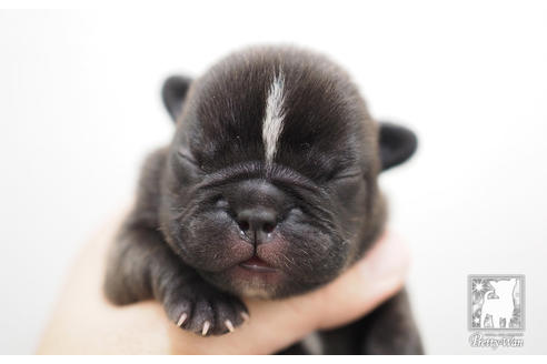 成約済の愛知県のフレンチブルドッグ-51345の3枚目