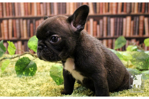 成約済の愛知県のフレンチブルドッグ-51345の1枚目