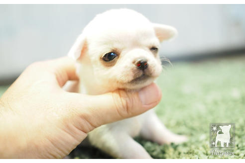 成約済の愛知県のチワワ(スムースコート)-51346の3枚目