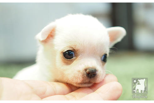 成約済の愛知県のチワワ(スムースコート)-51346の2枚目