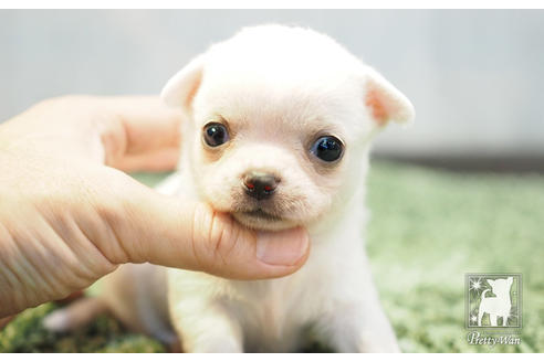 成約済の愛知県のチワワ(スムースコート)-51346の1枚目