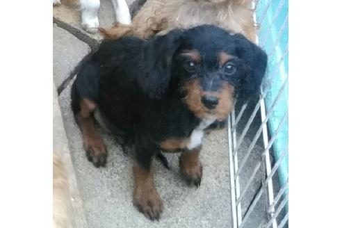 成約済の岐阜県のミックス犬-45705の2枚目