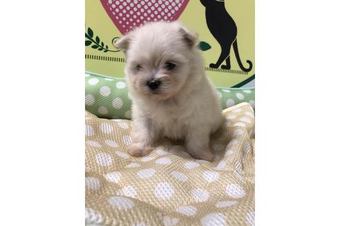 成約済の栃木県のミックス犬-51394の3枚目