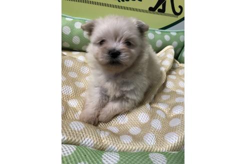 成約済の栃木県のミックス犬-51394の2枚目