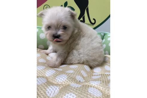 成約済の栃木県のミックス犬-51394の1枚目