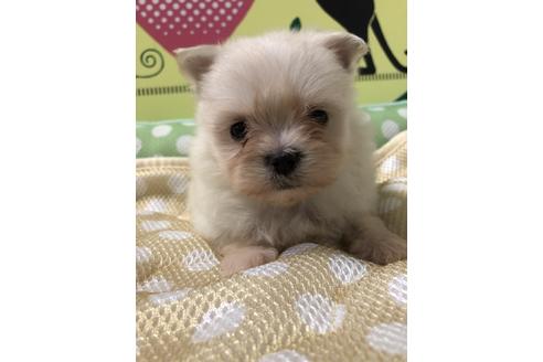 成約済の栃木県のミックス犬-51395の3枚目