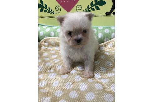 成約済の栃木県のミックス犬-51395の2枚目