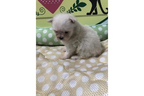 成約済の栃木県のミックス犬-51395の1枚目