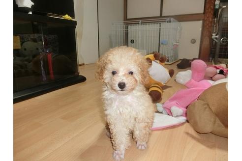 成約済の神奈川県のトイプードル-51452の5枚目
