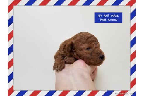 成約済の長崎県のトイプードル-50417の1枚目