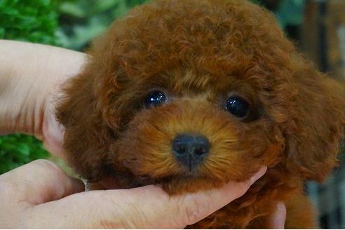 成約済の京都府のタイニープードル-50629の3枚目