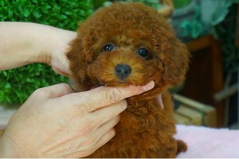 成約済の京都府のタイニープードル-50629の2枚目