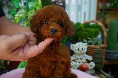 成約済の京都府のタイニープードル-50629の1枚目