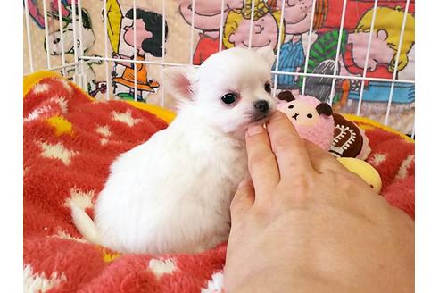 成約済の秋田県のチワワ(ロングコート)-51558の3枚目