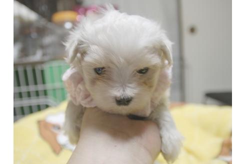 成約済の埼玉県のマルチーズ-51563の5枚目