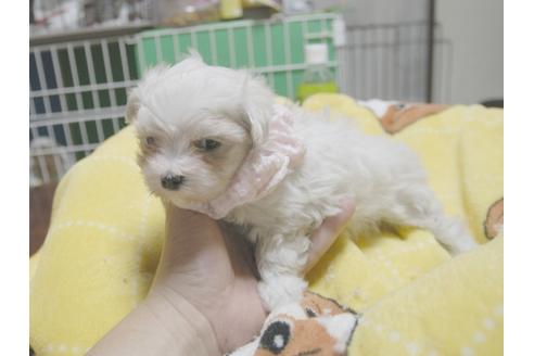 成約済の埼玉県のマルチーズ-51563の4枚目