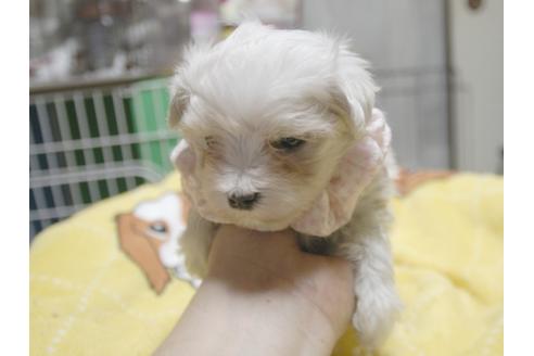 成約済の埼玉県のマルチーズ-51563の1枚目