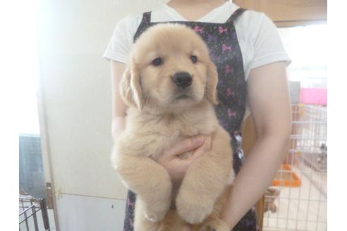 成約済の福岡県のゴールデンレトリーバー-48836の3枚目