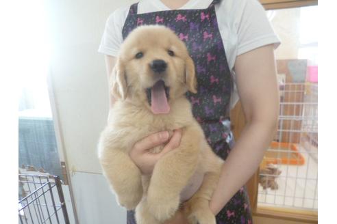成約済の福岡県のゴールデンレトリーバー-48836の4枚目