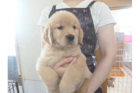 成約済の福岡県のゴールデンレトリーバー-48836の1枚目