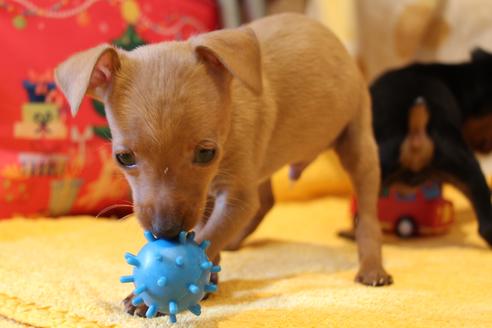 成約済の愛知県のミニチュアピンシャー(ミニピン)-48919の10枚目