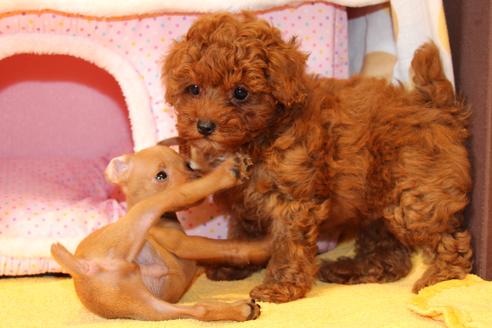 成約済の愛知県のミニチュアピンシャー(ミニピン)-48919の9枚目