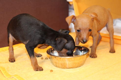 成約済の愛知県のミニチュアピンシャー(ミニピン)-48919の8枚目