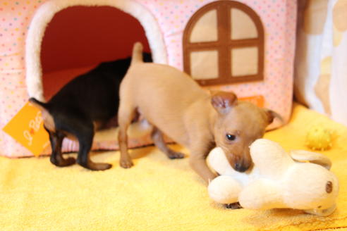 成約済の愛知県のミニチュアピンシャー(ミニピン)-48919の7枚目