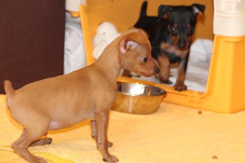 成約済の愛知県のミニチュアピンシャー(ミニピン)-48919の6枚目