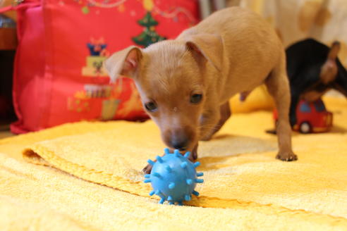 成約済の愛知県のミニチュアピンシャー(ミニピン)-48919の5枚目