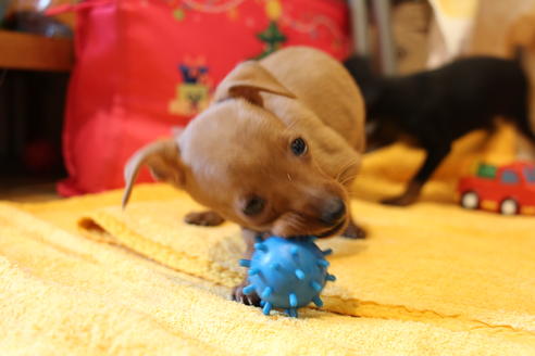 成約済の愛知県のミニチュアピンシャー(ミニピン)-48919の4枚目