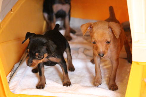 成約済の愛知県のミニチュアピンシャー(ミニピン)-48919の3枚目