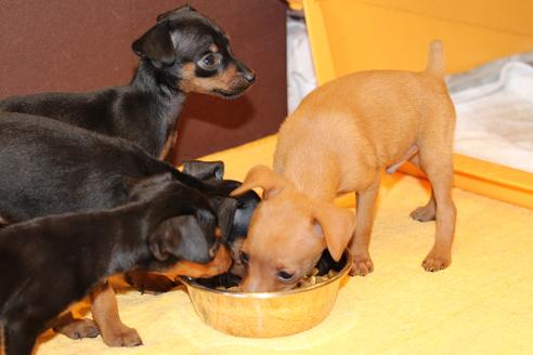 成約済の愛知県のミニチュアピンシャー(ミニピン)-48919の2枚目