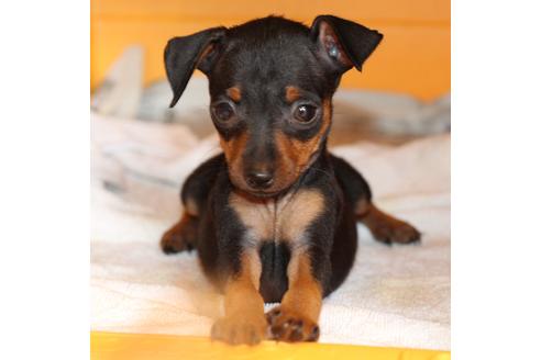 成約済の愛知県のミニチュアピンシャー(ミニピン)-48922の10枚目