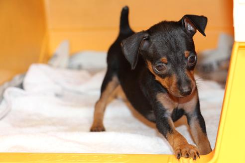 成約済の愛知県のミニチュアピンシャー(ミニピン)-48922の7枚目