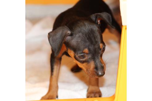 成約済の愛知県のミニチュアピンシャー(ミニピン)-48922の6枚目