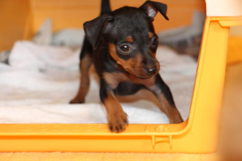 成約済の愛知県のミニチュアピンシャー(ミニピン)-48922の5枚目