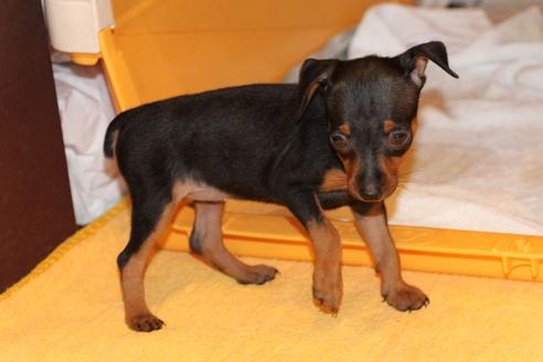 成約済の愛知県のミニチュアピンシャー(ミニピン)-48922の4枚目