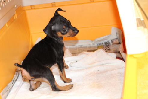 成約済の愛知県のミニチュアピンシャー(ミニピン)-48922の3枚目