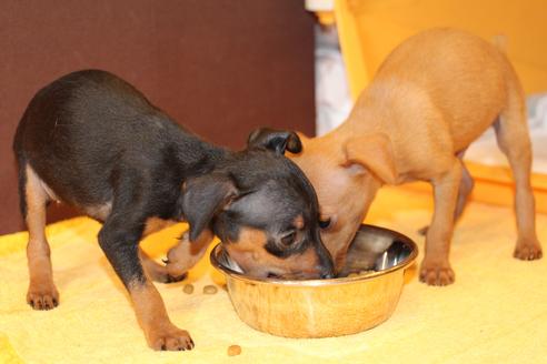 成約済の愛知県のミニチュアピンシャー(ミニピン)-48922の2枚目