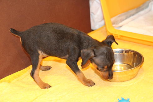 成約済の愛知県のミニチュアピンシャー(ミニピン)-48922の1枚目