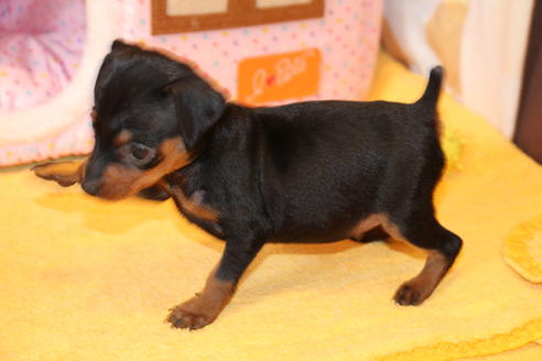 成約済の愛知県のミニチュアピンシャー(ミニピン)-48920の9枚目