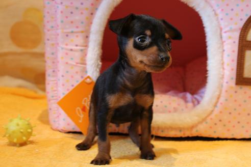 成約済の愛知県のミニチュアピンシャー(ミニピン)-48920の8枚目