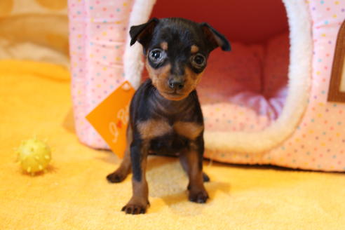 成約済の愛知県のミニチュアピンシャー(ミニピン)-48920の7枚目