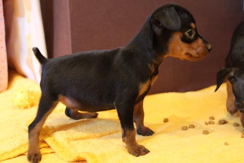 成約済の愛知県のミニチュアピンシャー(ミニピン)-48920の6枚目